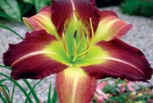 Hemerocallis___M_4efc8ab27db5f.jpg